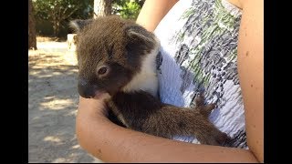 Heart Warming Moment Mum amp Joey Koala Reunite [upl. by Hgielra]