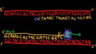 Primer Design for PCR [upl. by Maddis]