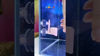 Use this to increase oxygen minifishtank waterlife aquarium subscribe [upl. by Enniroc]