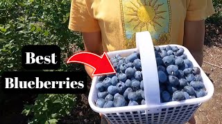 Blueberry Festival at Johnsons Farm Produce [upl. by Dorey]