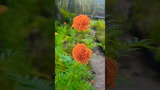 Chendumalli Marigold Flower Onam flower Flower power Kerala flower season Nature is magical [upl. by Ennair]