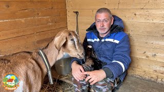 МЫ В ШОКЕ ОТ ТАКОГО ПРИПЛОДА Кого родила наша коза [upl. by Eeleimaj]