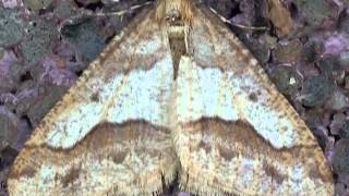 Part 10 Common Typical Geometer Moths Family Geometridae [upl. by Adas]