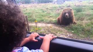 Lexi and the waving bear at Olympic game farm [upl. by Nosnarb]