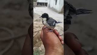 Look bird 🕊️ 🐦 short viral vlog trending [upl. by Semadar]