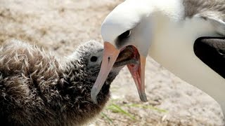 Blackbrowed Albatross feeding their babies  Albatross is taking care of baby albatross [upl. by Attelra926]