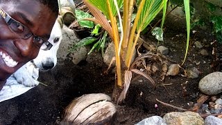 How to plant a coconut Advice Agrosuede Backyard Gardening [upl. by Wattenberg]