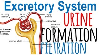 Urine formation and nephron filtration [upl. by Vergil294]