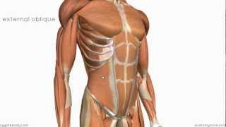 Layers of the Abdominal Wall [upl. by Armand]