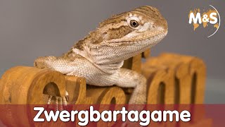 B wie Bartagame  Zwergbartagame  Pogona henrylawsoni  Reptilien ABC [upl. by Adnovoj]