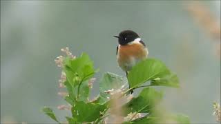 Stonechat Schwarzkehlchen m [upl. by Nnawaj]