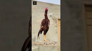 Red Aseel Murga full red aseel murga  aseel rooster Tow Red Brother aseel aseelmurga redmurga [upl. by Inafets]