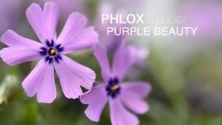 Phlox Purple Beauty at Wayside Gardens [upl. by Idel]