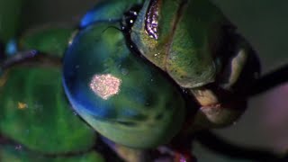 Dragonfly vs Damselfly  Deadliest Showdowns  BBC Earth [upl. by Nahtnamas]