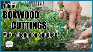 How to Take Boxwood Cuttings [upl. by Bertold]