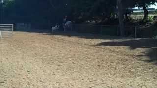 Corgi Dog amp Andalusian Horse Herding [upl. by Novets]