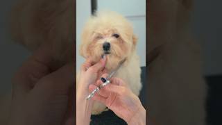 ボサボサなビションプがトリミングで大変身！ Bichonpoo Grooming ASMR puppy トリミング pets [upl. by Marquez880]