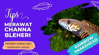 Tips Merawat Channa Bleheri  Memberi Makan dan Treatment Warna Rainbow Snakehead [upl. by Nordna220]