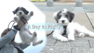 Victory Training My Puppy Up The Rocky Steps in PA [upl. by Holleran]