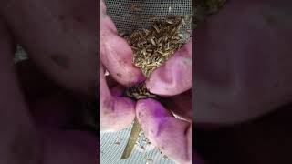 How to harvest Tithonia  Mexican Sunflower seeds [upl. by Wing]