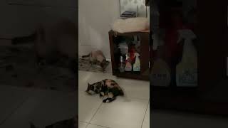 Neutered male cat trying to hump [upl. by Einned]