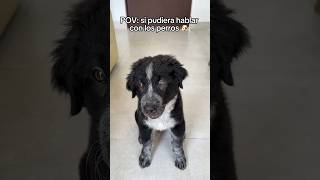 Mi perro puede hablar 🗣️🐶 [upl. by Pompei]