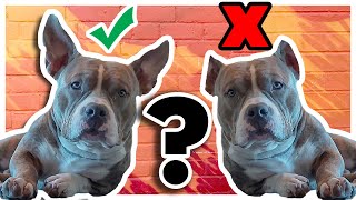 7 Reasons Why I Didnt Crop My American Bullys Ears [upl. by Germana]