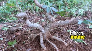 Program bonsai mame kaliandra surinamensis di lahan ground [upl. by Lynsey448]