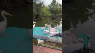 Pelican eats fish dogs capivaras pigeons humans Kids keep away [upl. by Gelb]