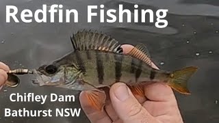 Redfin Fishing at Chifley Dam Bathurst NSW [upl. by Zarger]