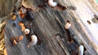 Bark beetles at work [upl. by Ellenod]