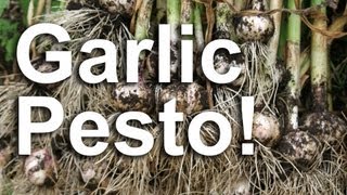 Garlic Scape Pesto Recipe [upl. by Margarita]