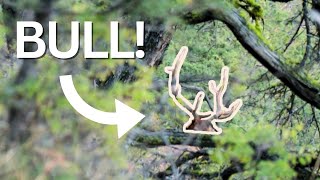 BULLS IN RANGE  OREGON ARCHERY ELK HUNT 2023 EP2 [upl. by Wilmott]