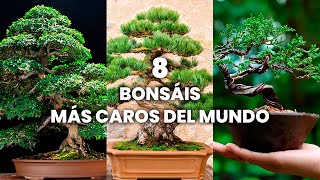 Los Bonsáis más Caros del Mundo  Los Mejores Bonsáis del Mundo [upl. by Nohsad69]