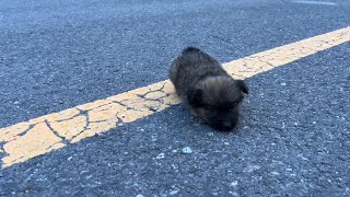 Abandoned tiny puppy follow me he was barely walking trembling and crying for help [upl. by Secnarf]