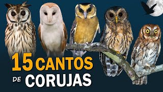 15 CANTOS de CORUJAS BRASILEIRAS  Cantos PLANETA AVES [upl. by Yellek844]