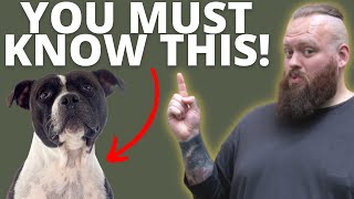 3 THINGS TO KNOW BEFORE GETTING A STAFFORDSHIRE BULL TERRIER [upl. by Dahcir]