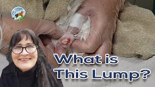 Gigantic sebaceous cyst hiding on guinea pig  can Cavy Central help him [upl. by Leahcimsemaj346]