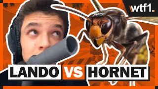 Funniest F1 Stream Ever  Lando Norris vs A Wasp [upl. by Osy]