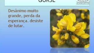 AULA 04 DO CURSO ONLINE DE FLORAIS DE BACH [upl. by Aivatnahs]