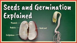 Seeds and Germination Explained [upl. by Ylro]