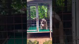 Chooo……dog Malayalam puppy  Kerala shord [upl. by Atinahc]