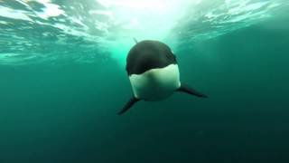 Orcas following my boatunderwater view [upl. by Aihsetan456]