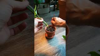 Rhaphidophora Tetrasperma PROPAGATION [upl. by Dafna202]