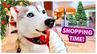 Dog Goes Christmas Shopping And tries ICE CREAM for the first time [upl. by Einre]