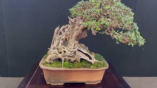 MOSTRA BONSAI PASSIONE GIAPPONE A BOLOGNA [upl. by Isadore]