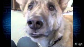 Talking Dog New Viral Video Sensation ABC [upl. by Nooj]