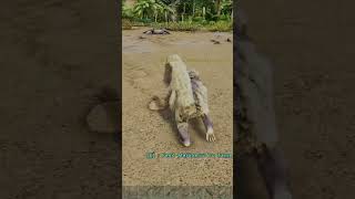 How To Tame A Mesopithecus In Ark Survival Evolved shorts ark [upl. by Leilani]