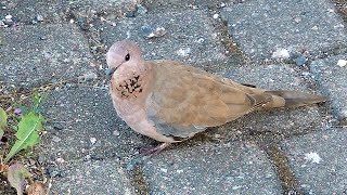 Laughing Dove Streptopelia senegalensis palmukyyhky 382022 in Hiekkaharju Vantaa S Finland [upl. by Oloap229]