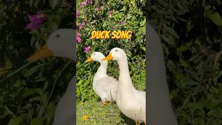 Duck Song 🦆 [upl. by Harald]